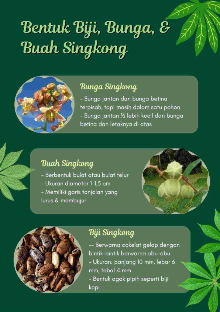 Biji, bunga, dan buah singkong