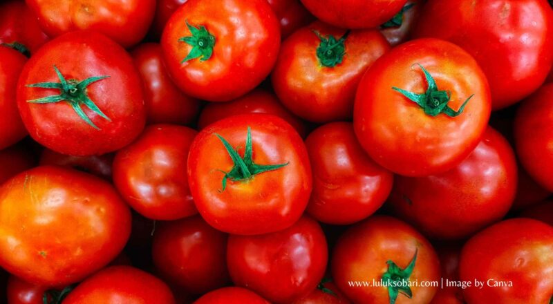 Perbedaan tomat buah dan tomat sayur