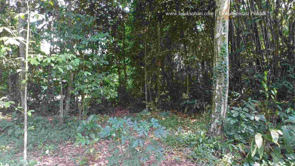 tempat mendapatkan leaf mold