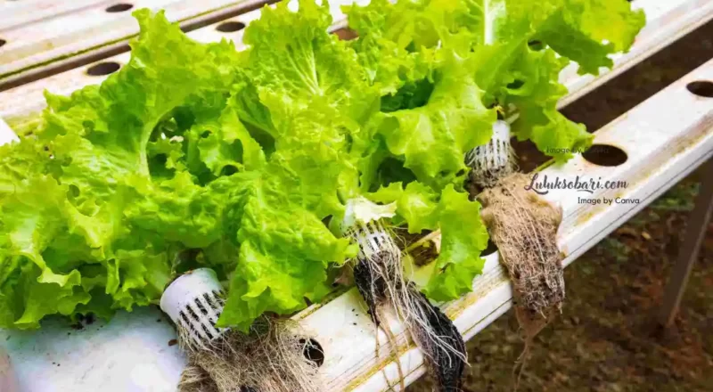 cara menanam sayuran hidroponik