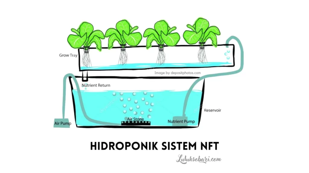hidroponik sistem NFT