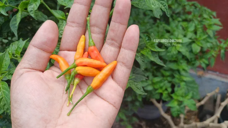 gambar buah cabe