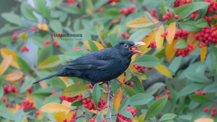 burung makan buah di atas pohon