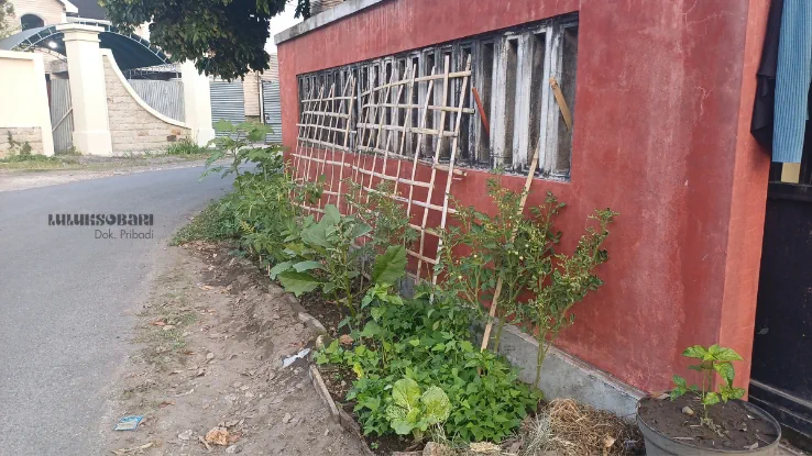 kebum mini di halaman rumah