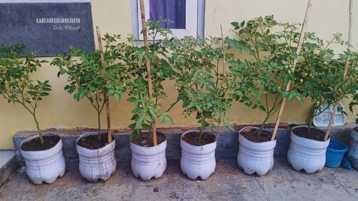 cara menerapkan Green Living di rumah