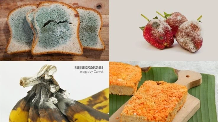 jamur di makanan basi