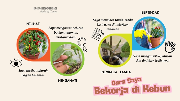 hama dan penyakit tanaman cabai